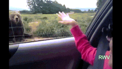Girl Cute Wave To Bear GIF