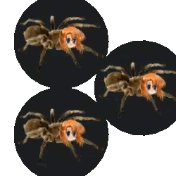 Girl Face Spider Surrounded By Three Spiders Sticker