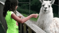 Girl Feeding Llama GIF