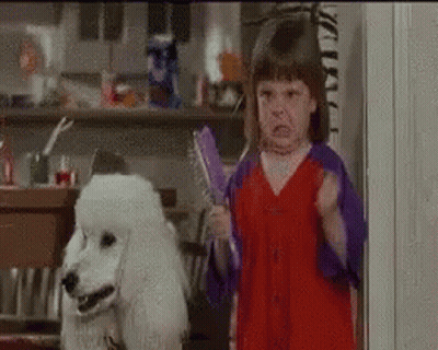 Girl Holding Brush In Front Of White Poodle GIF