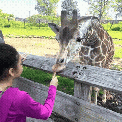 Girl In Purple Shirt Feeding Giraffe GIF