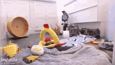 Girl In White Shirt Saying Paige Zoomies GIF