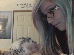 Girl Playing Her Hedgehog GIF