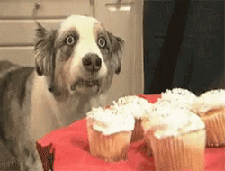 Girl Serving Cupcakes Dog Vietnam Flashback GIF