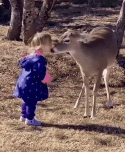 Girl Standing Next To Deer In Woods GIF