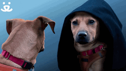 Give In To The Bark Dark Side GIF