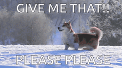 Give It To Me Corgi Dog GIF