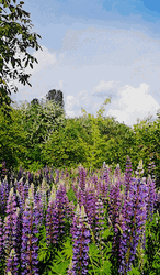 Giving Flowers Violet Color GIF