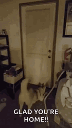 Glad You're Home Husky Jump To Owner  GIF