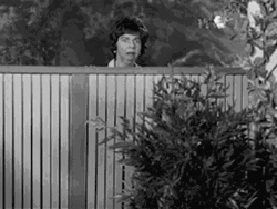 Gladys Kravitz GIF