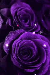 Glittery Violet Dark Floral Flower GIF