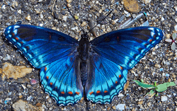 Glowing Blue Butterfly Wings