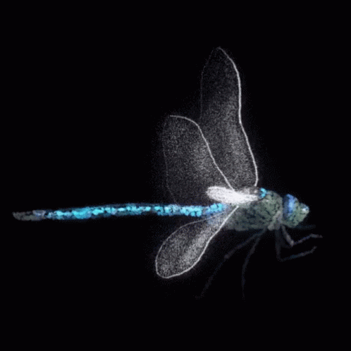 Glowing Dragonfly With Blue Tail GIF