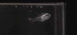 Glowing Fish Meme GIF