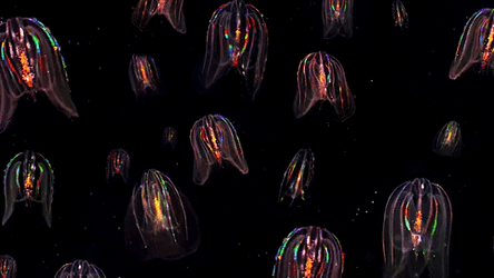 Glowing Neon Jelly Fish Floating  GIF