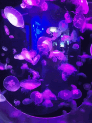 Glowing Violet Jellyfish GIF