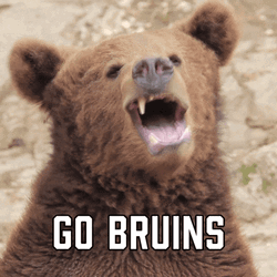 Go Bruins Cheers Bear GIF