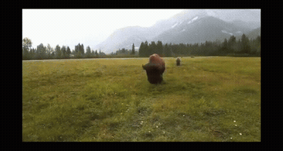 Go Buffs Bison In Grassy Field GIF