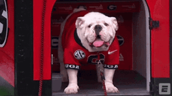 Go Dawgs Cute Bulldog GIF
