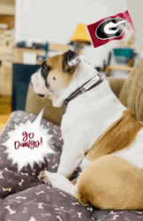 Go Dawgs Sitting Dog GIF