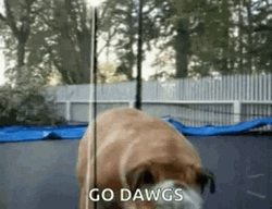 Go Dawgs Trampoline Jumping Dog GIF