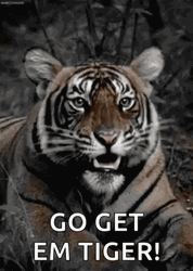Go Get Em Tiger GIF