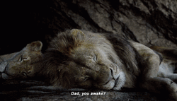 Go Lions Cub And The Dad GIF