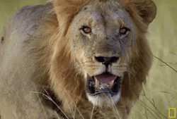 Go Lions Field Walking GIF