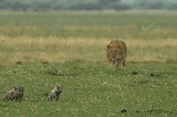 Go Lions Hunting GIF