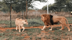 Go Lions Playing GIF