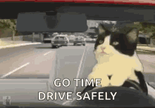 Go Time Drive Safe Cat Driving