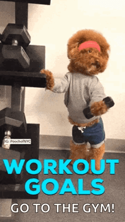 Go To The Gym Dog Workout Goals GIF