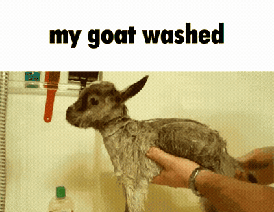 Goat Being Washed With My Goat Washed GIF
