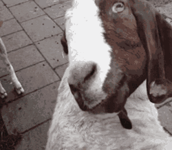 Goat Head Turn Twist