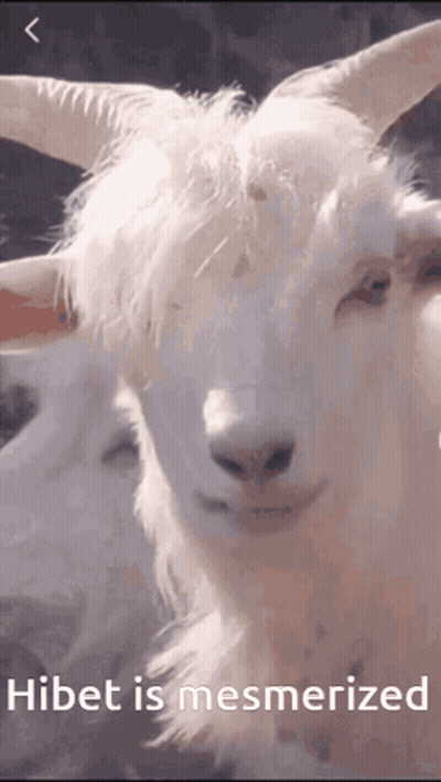 Goat Hibet Is Mesmerized GIF