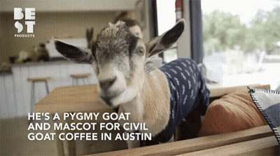 Goat In Blue Shirt Sitting On Couch Be St Sign GIF