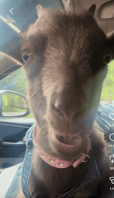 Goat In Pink Collar In A Car GIF