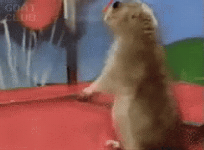 Goat In Red Sunglasses GIF