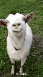 Goat Kisses Licking Silly  GIF