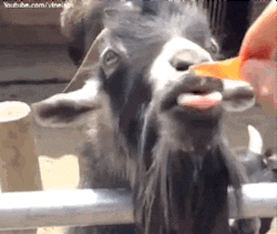 Goat Licking Food