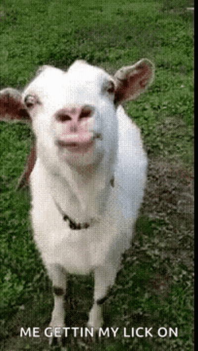 Goat Licking In Grass GIF