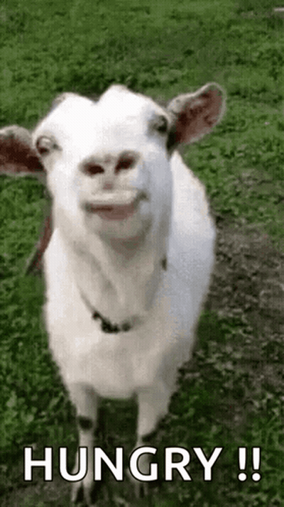 Goat Making Funny Face In Grass GIF