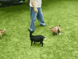 Goat Meme Brown Kicked Black Goat GIF