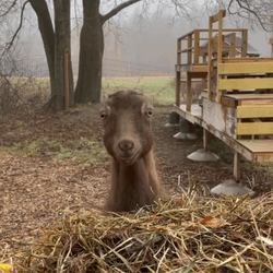 Goat Meme Curious GIF