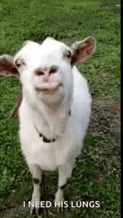 Goat Meme Doing Funny Reaction GIF