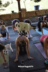 Goat Meme Joining Yoga GIF