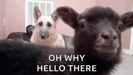 Goat Meme Oh Why Hello There GIF