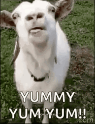Goat Meme Yummy Yum Yum GIF