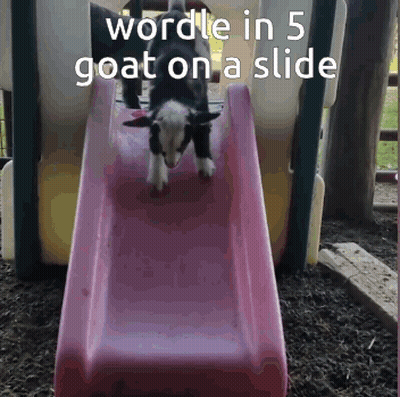 Goat On A Slide Saying Wordle In 5 GIF