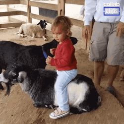 Goat Ride Fail GIF